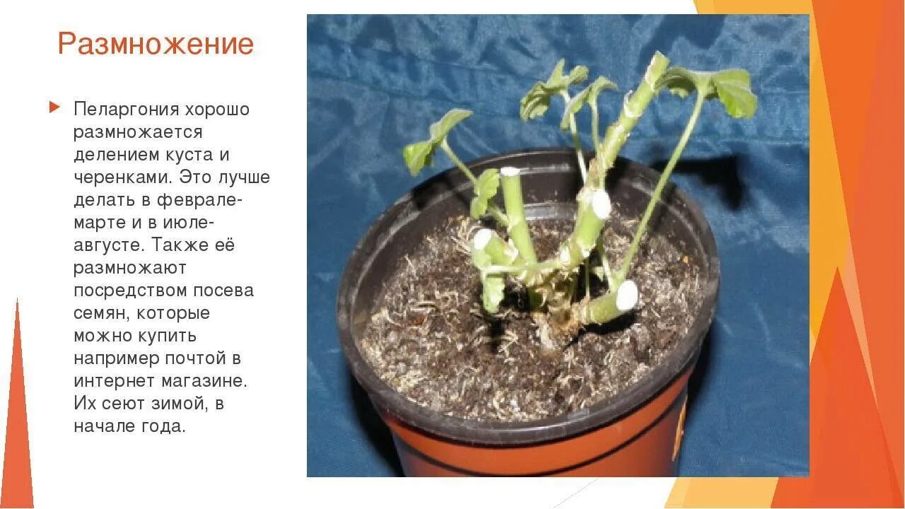 Как посадить черенки пеларгонии. Черенки пеларгонии. черенкование герани. размножение герани стеблевыми черенками. укоренение черенков пеларгонии.
