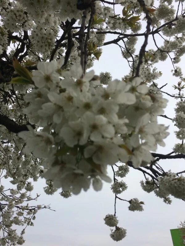 Что зацветает в апреле. Что цветет в апреле. Природа апрель май. Цветение в Абхазии весной. Апрель цветение.