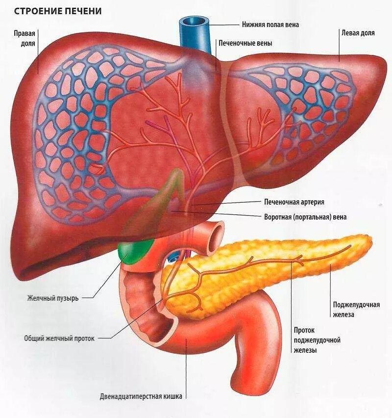Печень печень голова цыба. Поджелудочная железа спереди анатомия. Строение печени человека анатомия. Внутреннее строение печени анатомия. Печень и поджелудочная железа анатомия расположение.