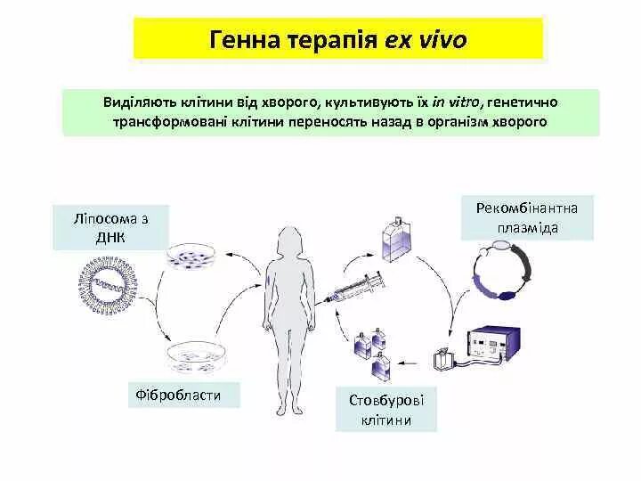 Исследования in vivo и in vitro. In vivo и in vitro что это такое. Метод in vivo in vitro. Методы in vivo.
