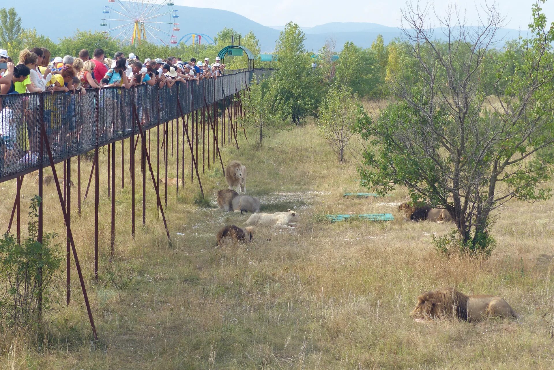 Парк тайган в крыму последние новости. Тайган сафари парк в Крыму. Тайган сафари парк Львов. Сафари парк Белогорск Крым. Белогорск Крым парк Львов Тайган.