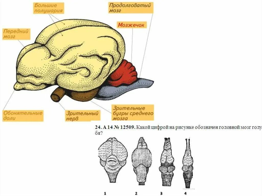 Отделы головного мозга млекопитающих схема. Строение головного мозга млекопитающих. Строение отделов головного мозга млекопитающих. Мозг млекопитающих схема. Отделы входящие в состав головного мозга млекопитающих