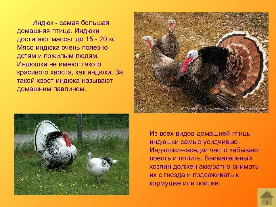 Почему индюк так хотел услышать от индюшки. Бронзовая широкогрудая индейка. Слово индюк. Части тела индюка для детей. Индюк бронзовый широкогрудый.