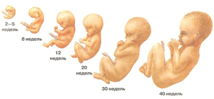 Эмбрион в животе по месяцам.