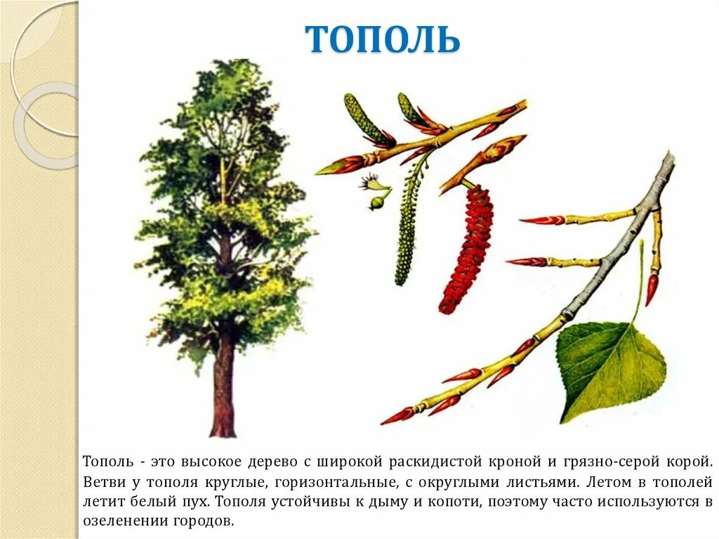 Строение плода тополя. Структура пуха тополя. Тополь дерево почки. Листья деревьев с плодами Тополь. Тополь множественное