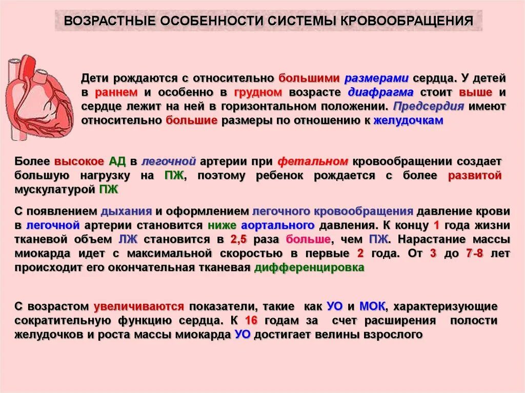 Возрастные особенности кровообращения у детей и подростков. Возрастные особенности системы кровообращения. Особенности системы кровообращения у детей. Возрастные особенности сердца. Особенности гемодинамики