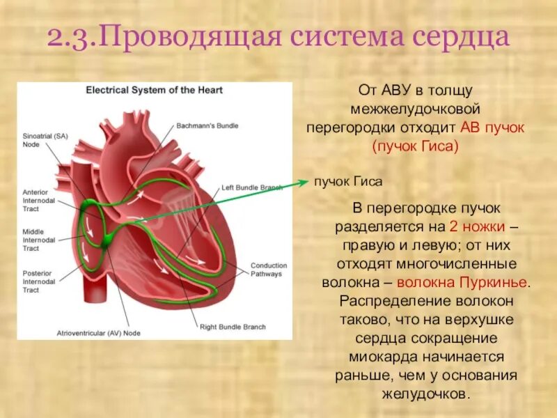 Пучок пуркинье. Основные части проводящей системы сердца. Физиология сердца Проводящая система сердца. Проводящая система сердца строение и функции. Проводящая система сердца структура.