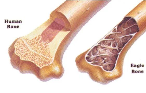 Pancytopenia, Bone Marrow, and Blood Cell Counts - Facty Health