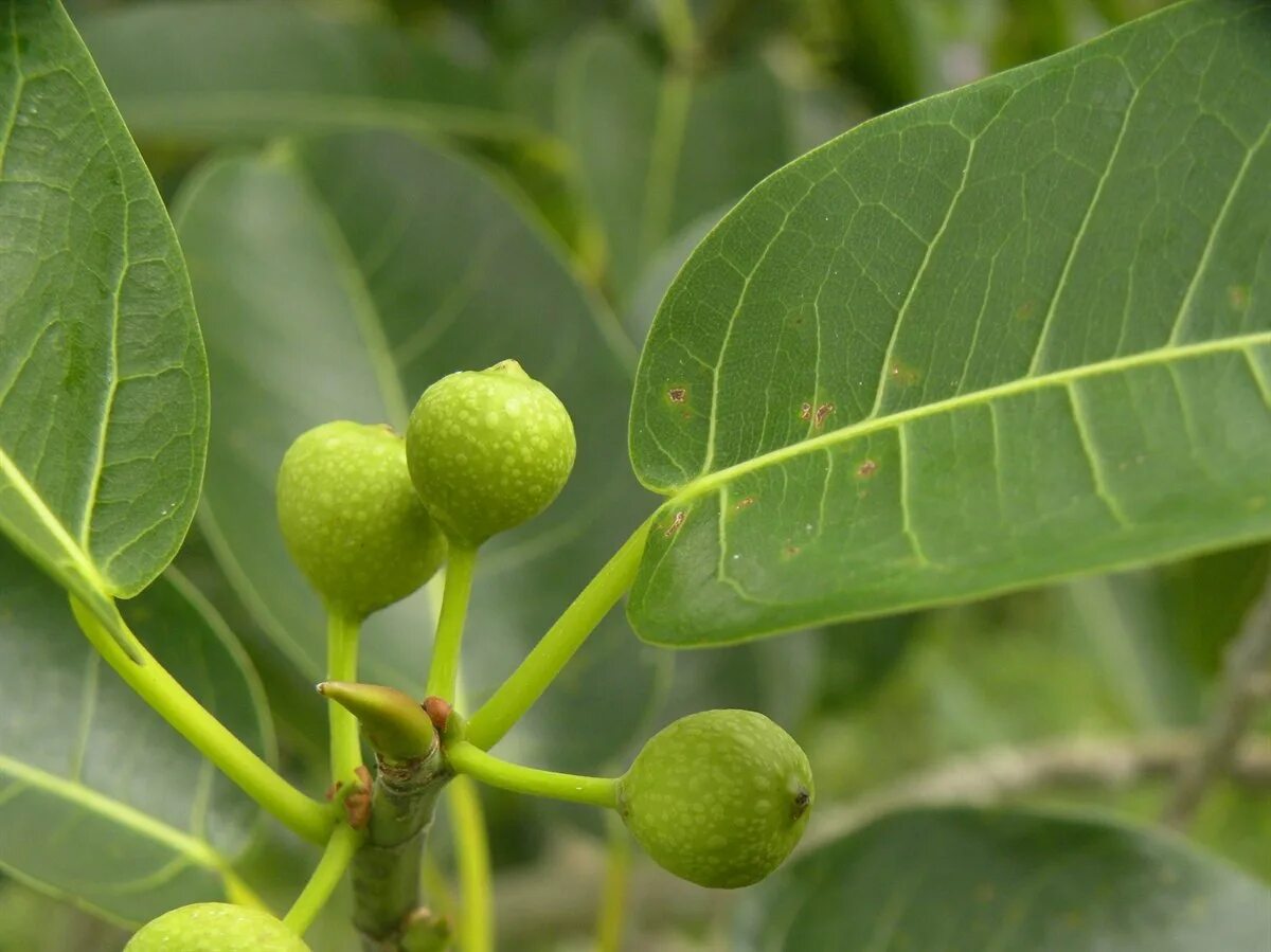 Ficus benjamina - Image of an specimen - Plantarium