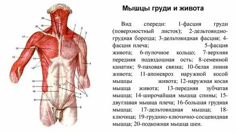 К мышцам туловища относятся дельтовидная