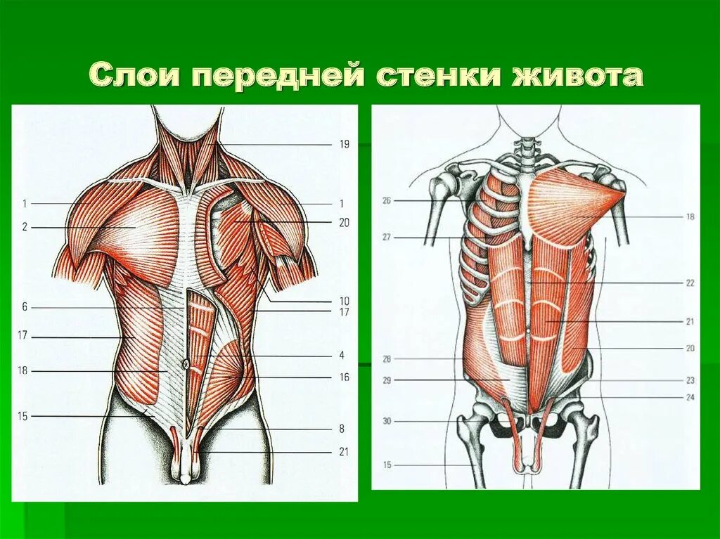 Толстая брюшная стенка. Передняя боковая стенка живота топографическая анатомия. Переднебоковая брюшная стенка топографическая анатомия. Кровоснабжение передняя брюшная стенка топографическая анатомия. Переднебоковая стенка живота мышцы.