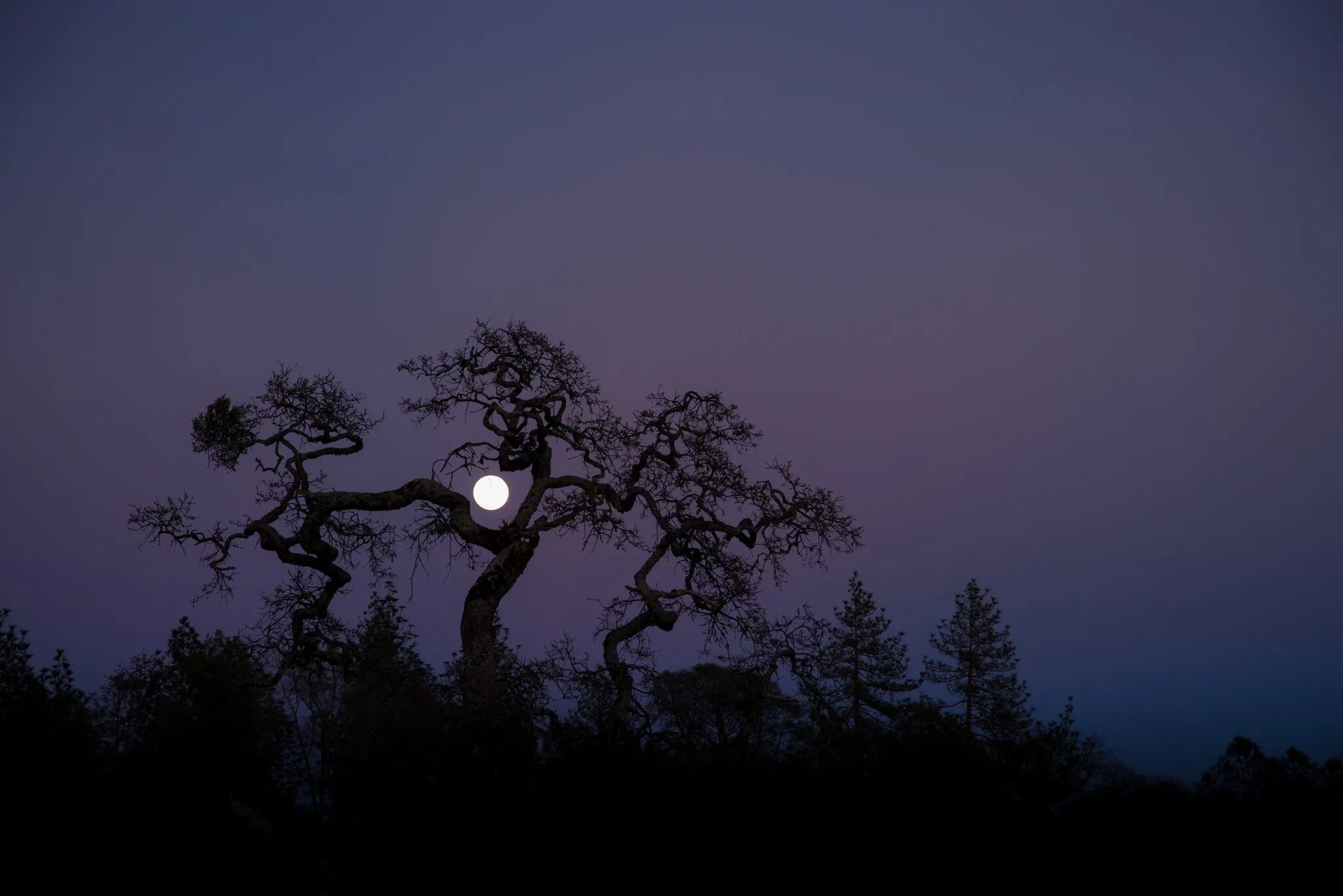 Луна сквозь деревья. Дерево ночью. Дерева в темноте. Страшное дерево. Ночь Луна дерево.