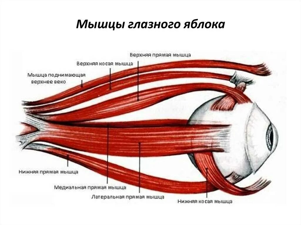 Имеет место крепления глазодвигательных мышц. Мышцы глазное яблоко строение анатомия. Анатомия глазодвигательных мышц глаза. Глазодвигательные мышцы глаза строение. Поперечнополосатые мышцы глазного яблока.