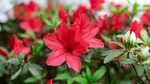 Azaleas In Full Bloom In Spring Background, Spring, Fresh Flowers, Beautiful Background Image for Free Download