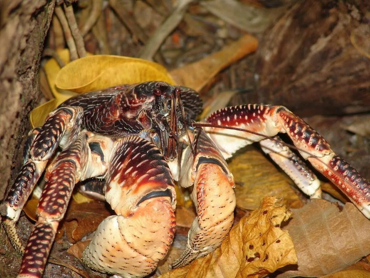 Пальмовый краб. Birgus latro. пальмовый вор кокосовый краб. ракообразные пальмовый вор. пальмовый вор, birgus latro.