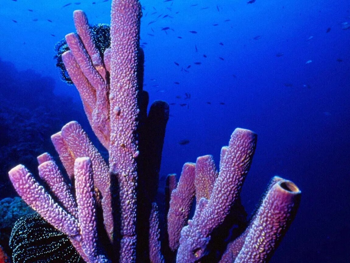 коралл циатофиллум. коралловые полипы красный коралл. дендронефтия коралл. кустистый коралл. коралловый риф полипы актинии.