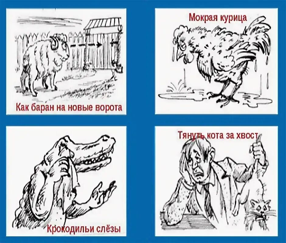 Найти слова мокрая. Мокрая курица фразеологизм. Как баран на новые ворота значение. Мокрая курица. Как баран на новые ворот значение.