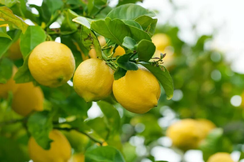Lime-more benefits than just Margaritas Lime, Lime tree, Key lime tree