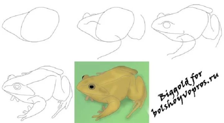 Лягушка поэтапное рисование. Рисунок легкий. Рисунок жаба для детей пошагово. Лягушка поэтапное рисование. Лягушка поэтапное рисование.