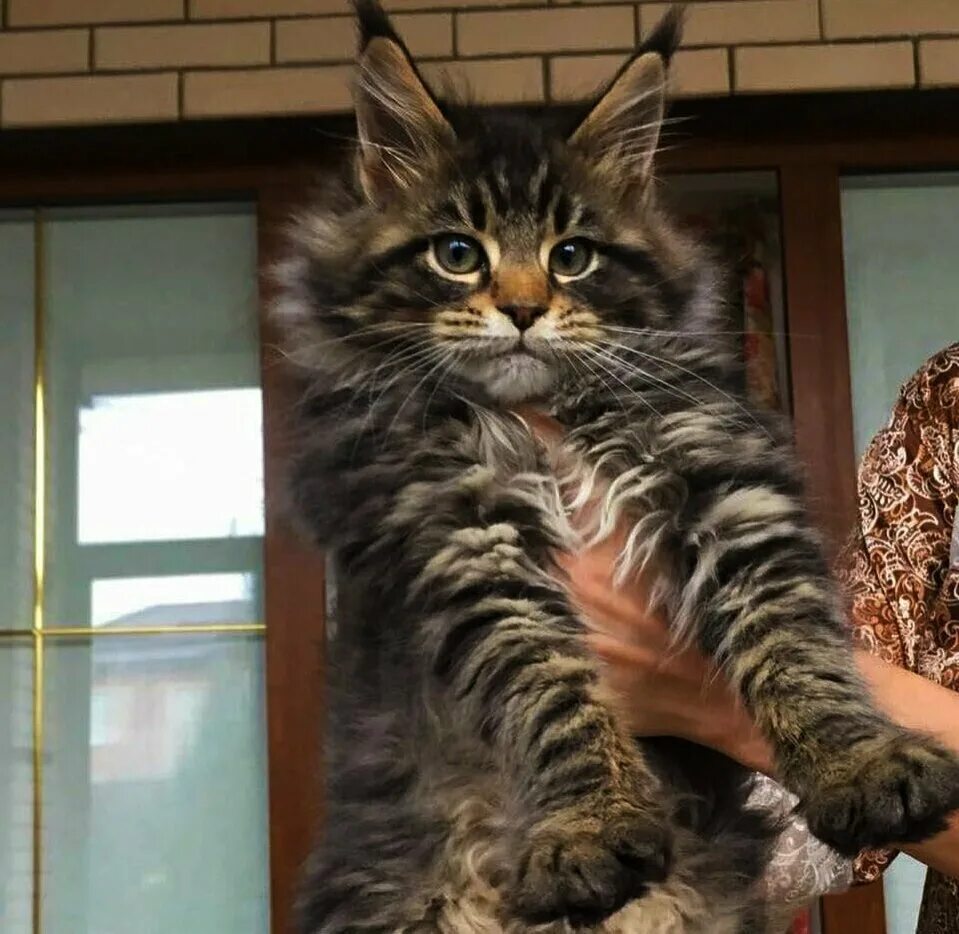 Порода пиксибоб. Почему взрослый кот. Почему взрослый кот. Почему взрослый кот. Мочекаменная болезнь у котов симптомы.