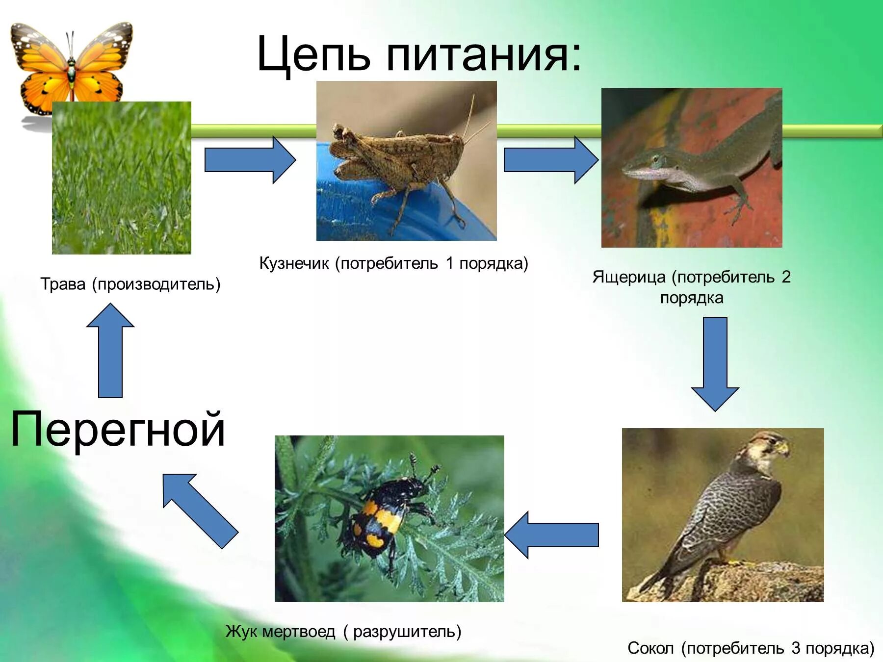 Цепь питания из трех звеньев. Пищевая цепь питания 5 класс биология. Пищевые Цепочки 5 класс биология 3 Цепочки. Цепи питания 5 кл биология. Пищевая цепочка питания биология 5 класс.