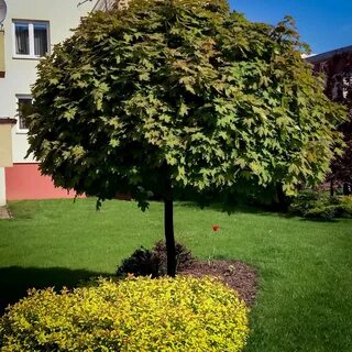 Клен во дворе