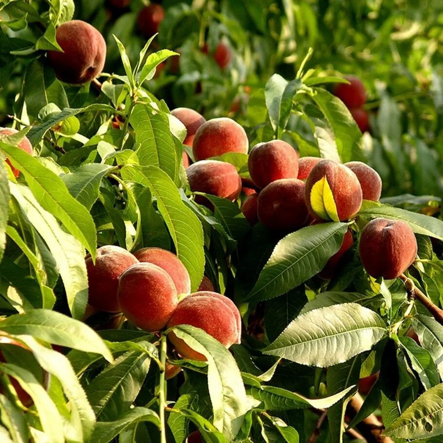 Peach tree