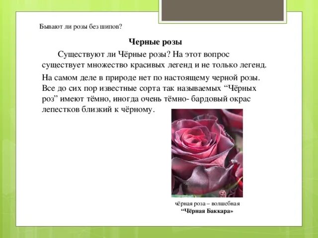 Почему розу назвали розой. Розы для презентации. Бывают розы без шипов. Красивое описание розы.