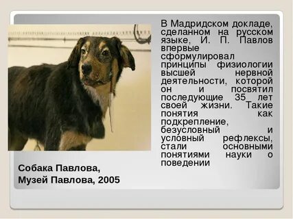 Собака павлово