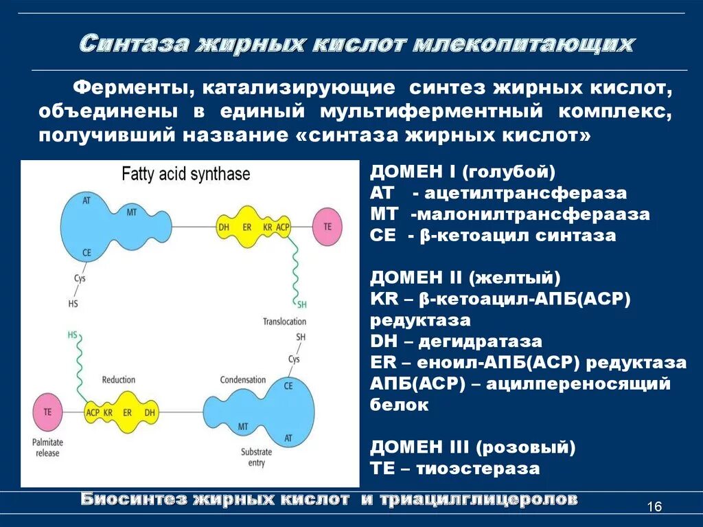 Ферменты необходимы для синтеза. Характеристика мультиферментного комплекса синтазы жирных кислот. Строение полиферментного комплекса синтазы жирных кислот. Синтетаза высших жирных кислот. Биосинтез жирных кислот биохимия.