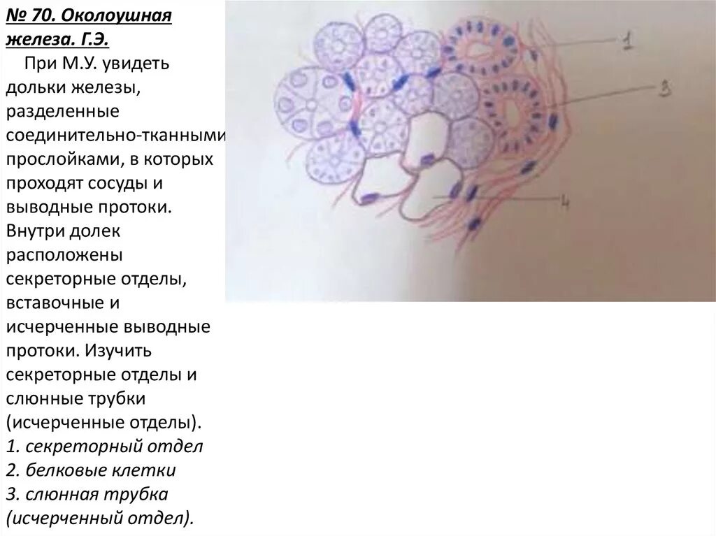 Околоушная железа препарат. Околоушная слюнная железа гистологический препарат. Околоушная слюнная железа гистология препарат рисунок. Околоушная железа гистология препарат. Околоушная слюнная железа гистология препарат.