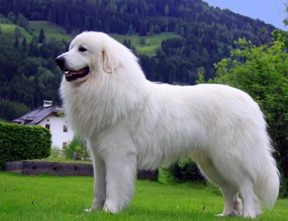 Большая белая собака. Пиренейская Горная овчарка. Пиренейская овчарка гладкомордая. Маремма-абруццкая овчарка.