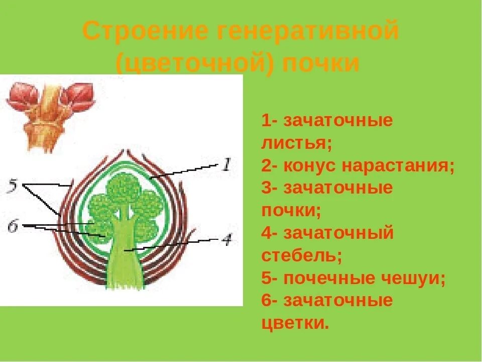 Зачаточные генеративные почки. Зачаточное соцветие у генеративной почки. Строение почки 6 класс. Строение генеративной цветочной почки. Строение почки биология.