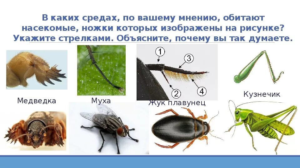 Какая среда обитания у насекомых. Какая среда обитания у насекомых