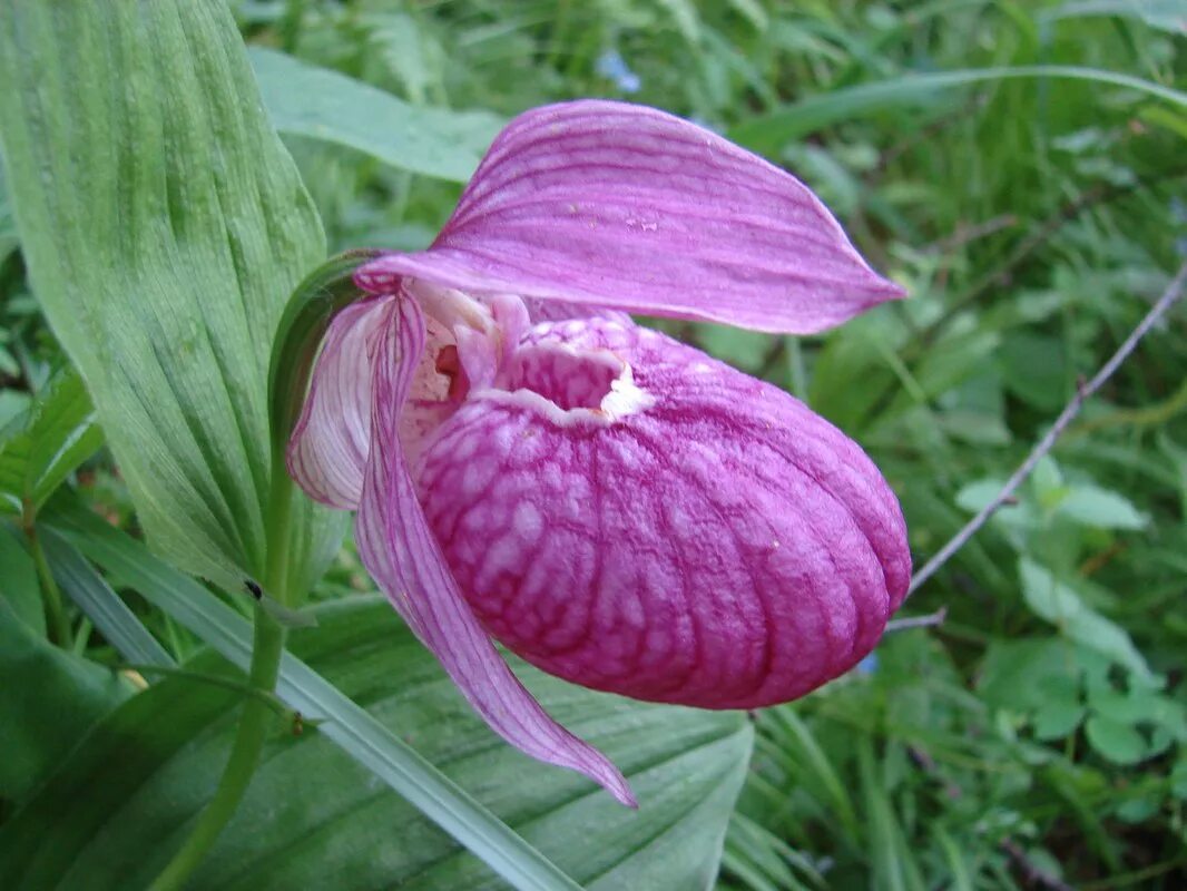 Лесная орхидея венерин башмачок. Кукушкин башмачок цветок. Кукушкин башмачок цветок. Лесная орхидея венерин башмачок. Кукушкины сапожки цветы.