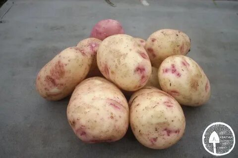 Покажи картофель