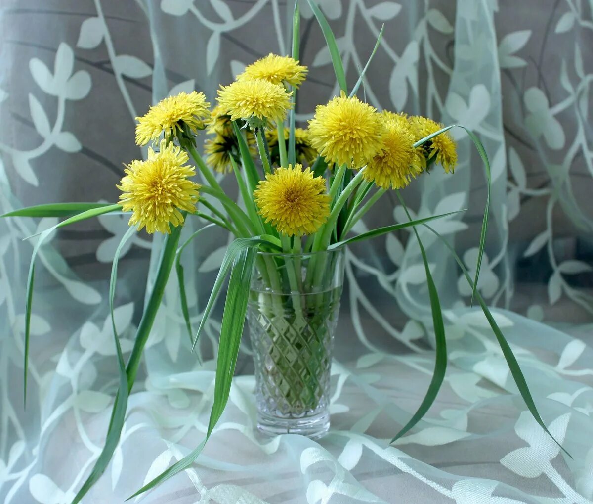 Одуванчик быррангский. Одуванчик быррангский – (Taraxacum byrrangicum). Букет одуванчиков. Одуванчик весенний цветок