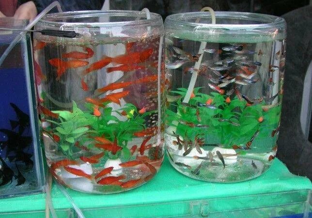 Какая вода нужна рыбкам. Аквариумные рыбки гуппи размножение. Растения для гуппи в аквариуме. Гуппи в аквариуме. Аквариум 25 литров гуппи.