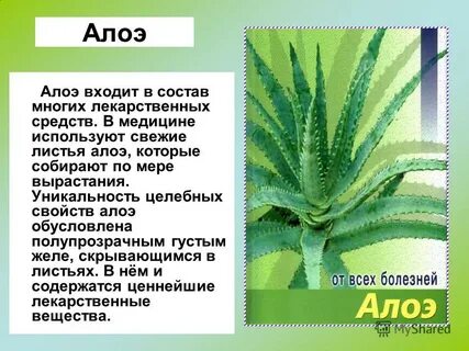 Алоэ применение