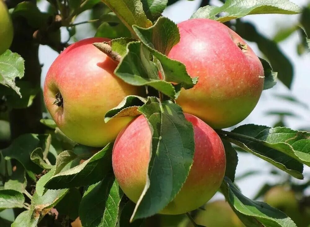 Яблоня августа описание сорта. Яблоня malus domestica. яблоня витязь. яблоня домашняя (malus domestica). яблоня августовское.