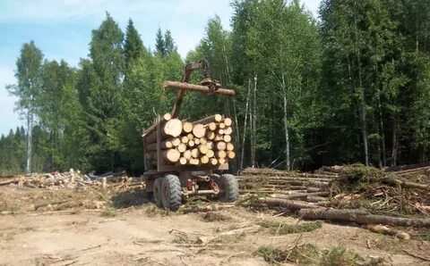 Лес народу