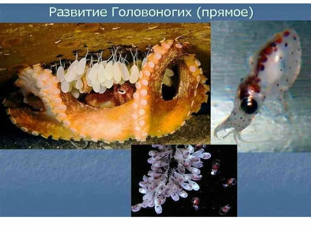 Развитие головоногих. Размножение головоногих моллюсков. Яйца головоногих моллюсков. Цикл развития головоногих моллюсков.