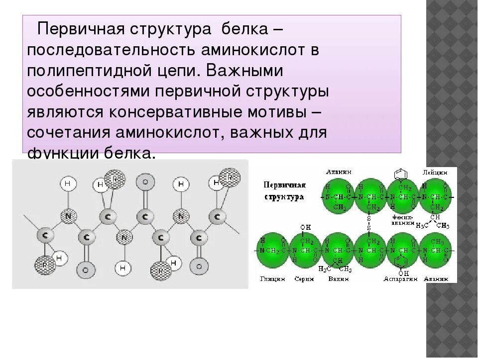 Первичная структура белка. Первичная структура белков. Первичная структура Аминов. Аминокислоты в полипептидной цепи. Состав первичной организации