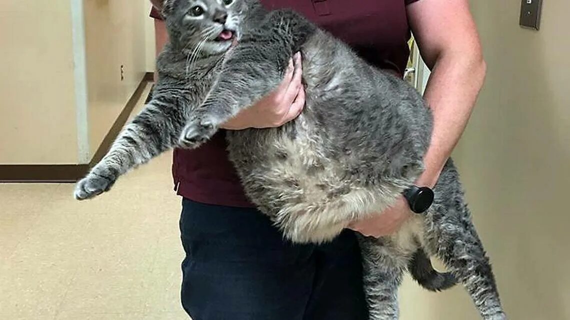 Yes, house cats are getting fatter - and it's all your fault CBC News Fat cats, 