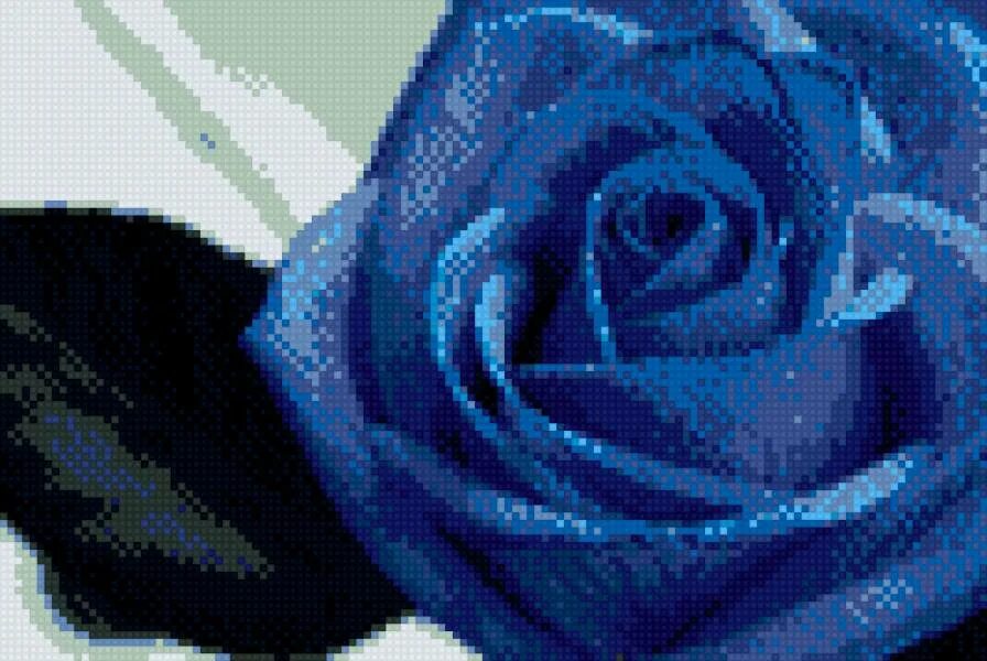 Синий раз. Синяя роза символ. Голубые розы Анжелика. Синий они. Роза синяя фото крупным планом.