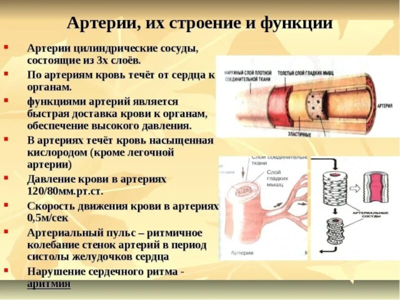 Кровеносные сосуды особенности строения и функции. Строение артерии. Особенности строения артерий. Артерии строение и функции.