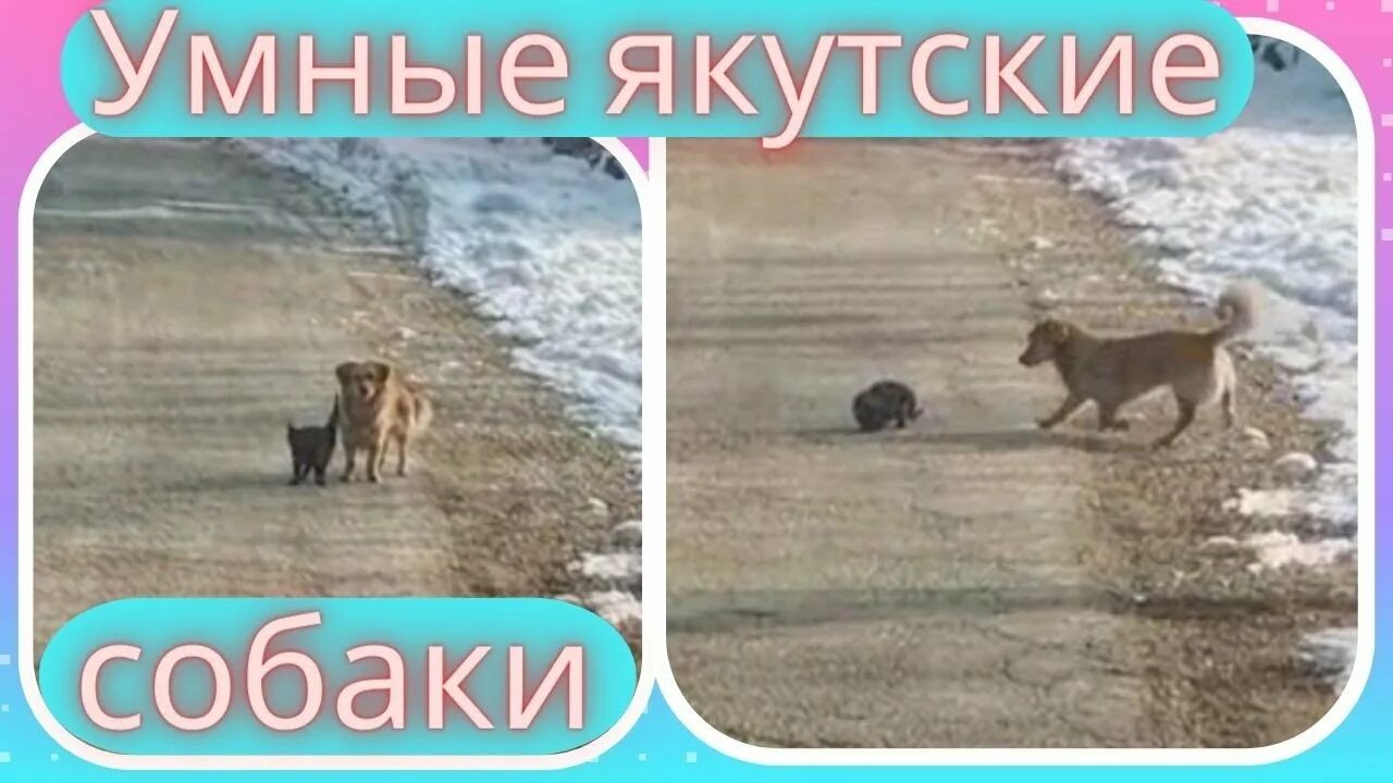 Котенок спас собаку. Спасатели помогают животным. собачки одна на другую.