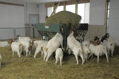 Goats листинг