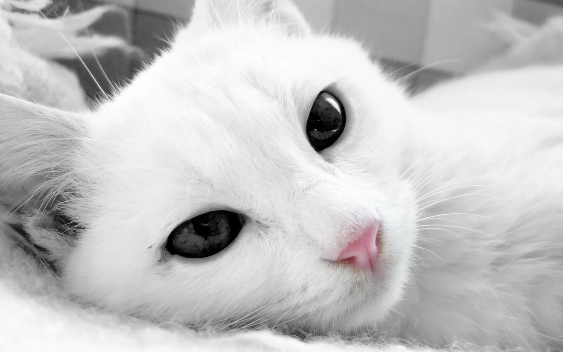 Вполне милая. Милые коты. Милые животные. Милые картинки. Милые кошки.