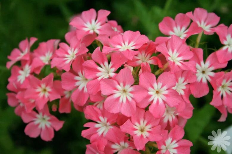 цветы флокс друммонда. семена флоксов однолетних. флоксы друммонда многолетние. флокс друммонда звездный. флоксы друммонда однолетние.